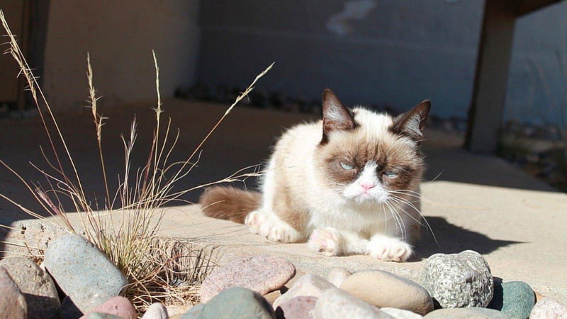 Grumpy Cat Desktop Wallpaper