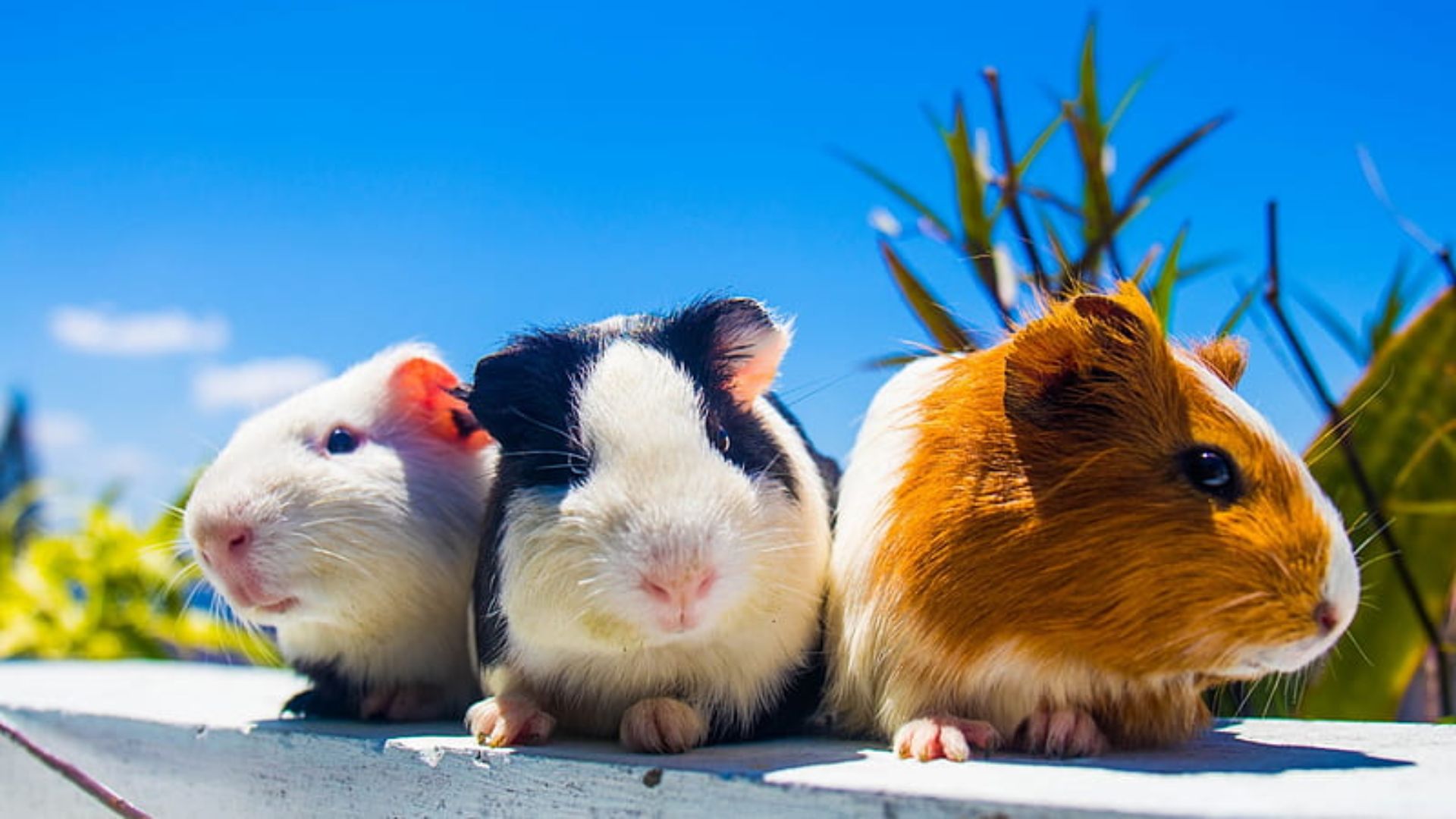 Guinea Pig Background Pictures