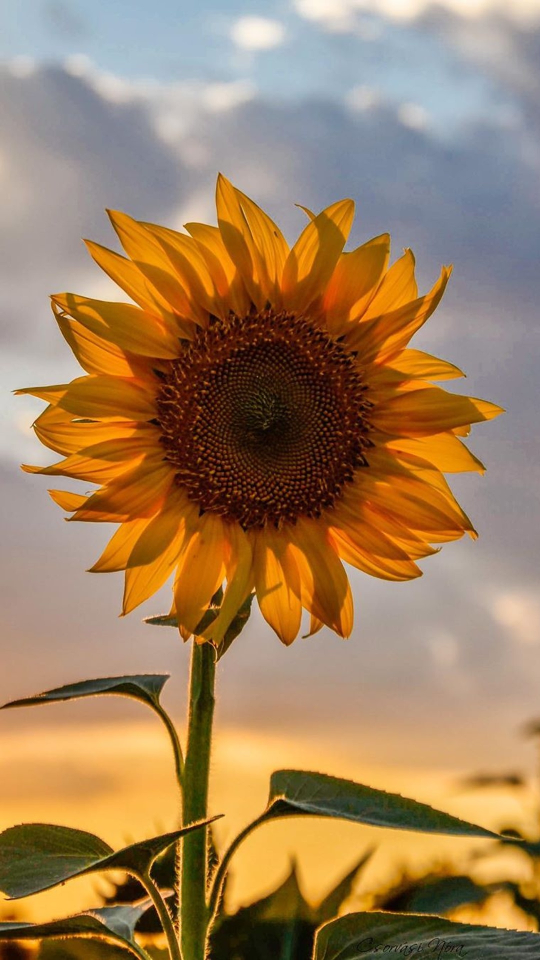 Sunflower Wallpapers - Top 30 Best Sunflower Wallpapers Download