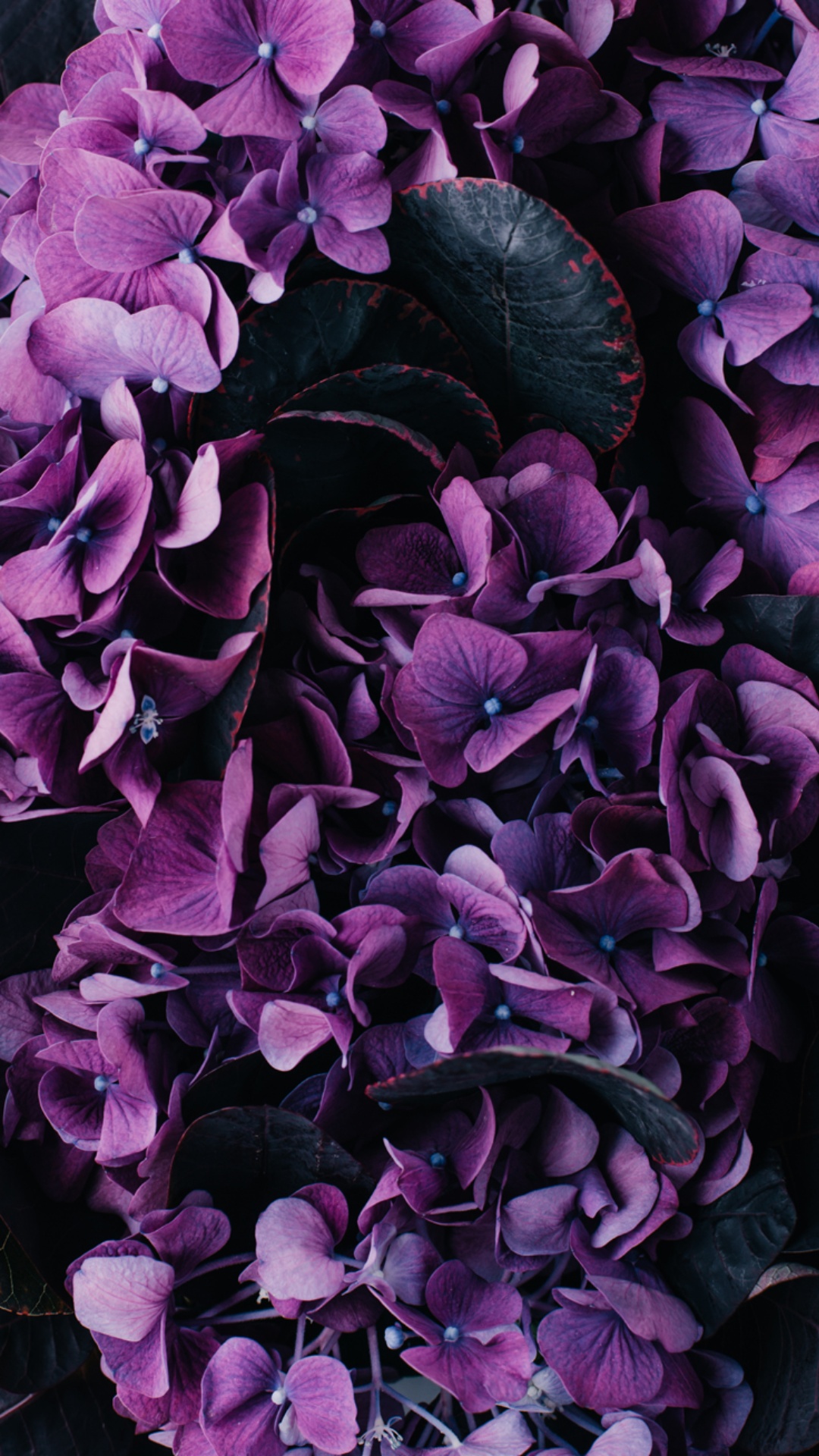 dark purple flower wallpaper