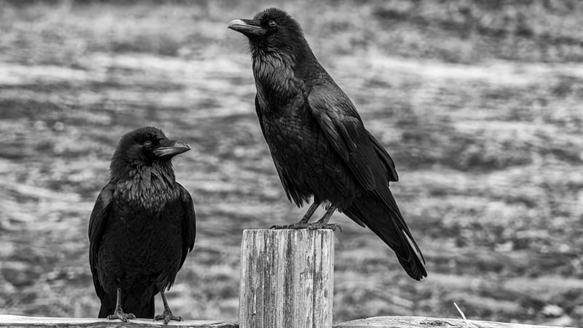 Raven Background Images