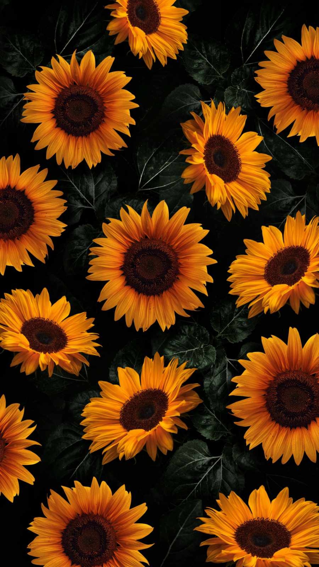 sunflower wallpaper desktop