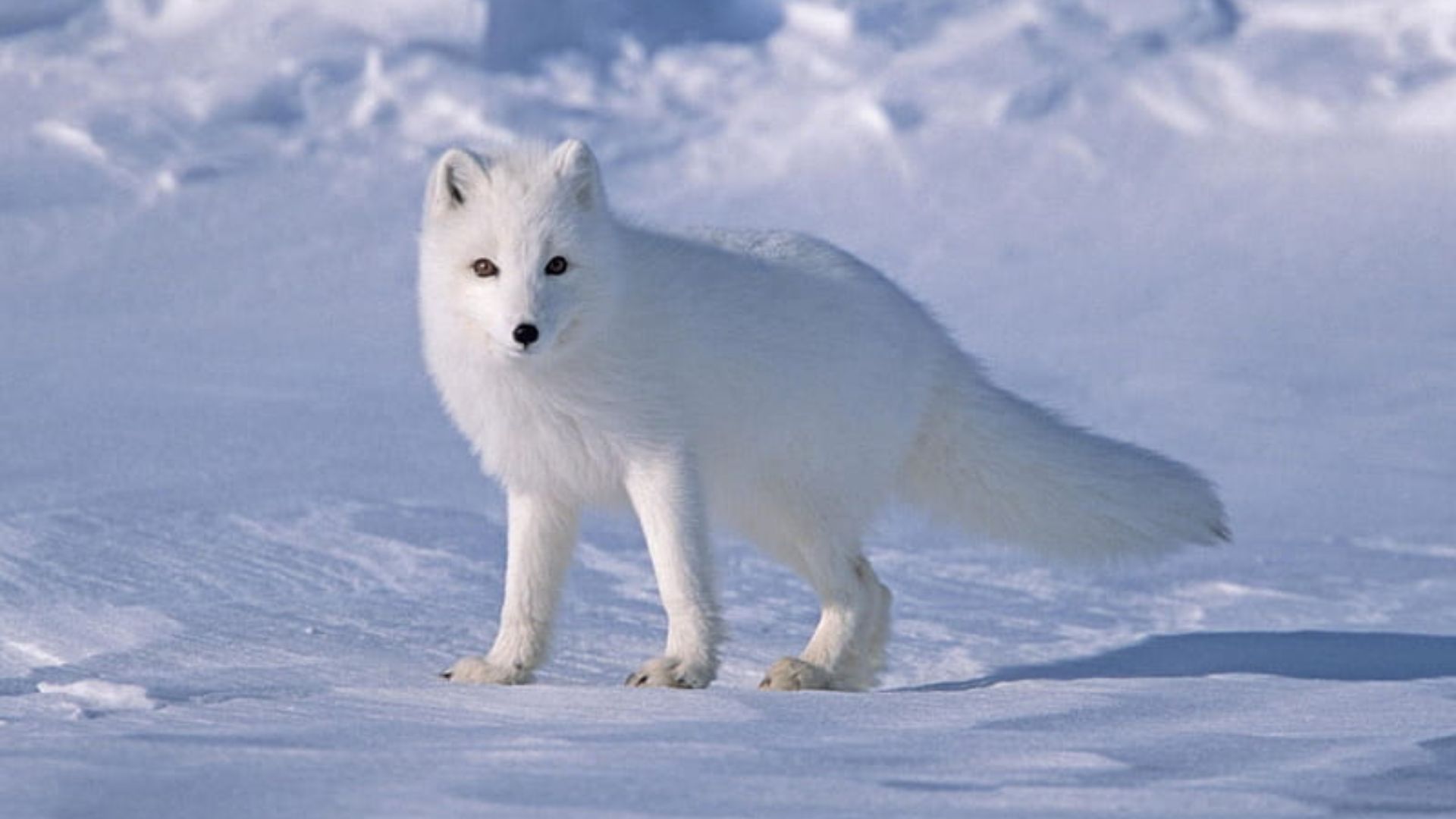 White Wolf Background Images