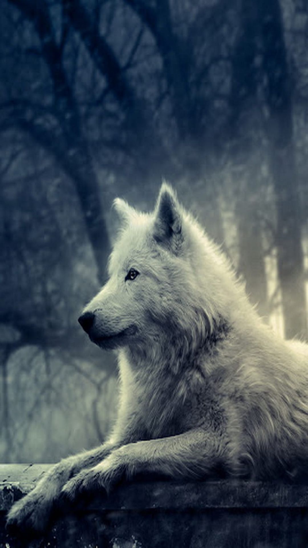White Wolf Background