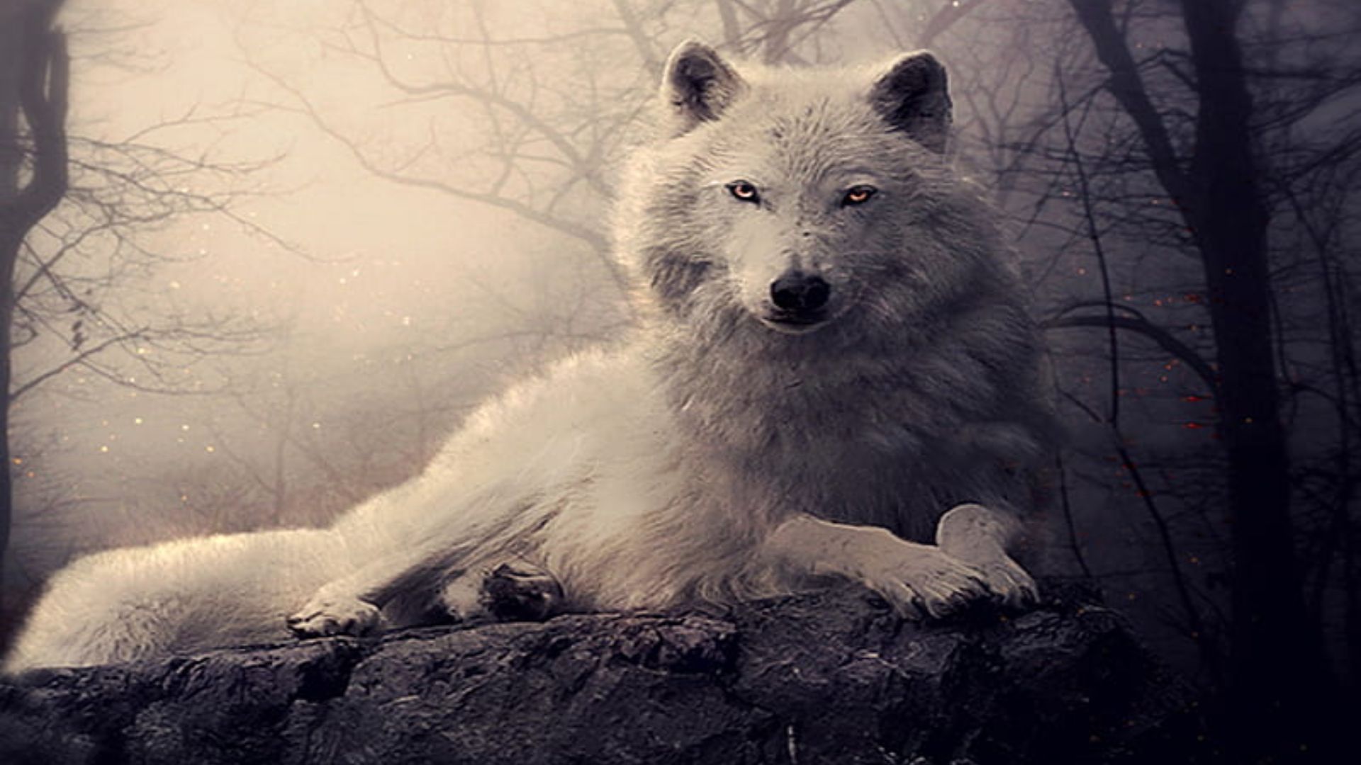 White Wolf Desktop Wallpaper