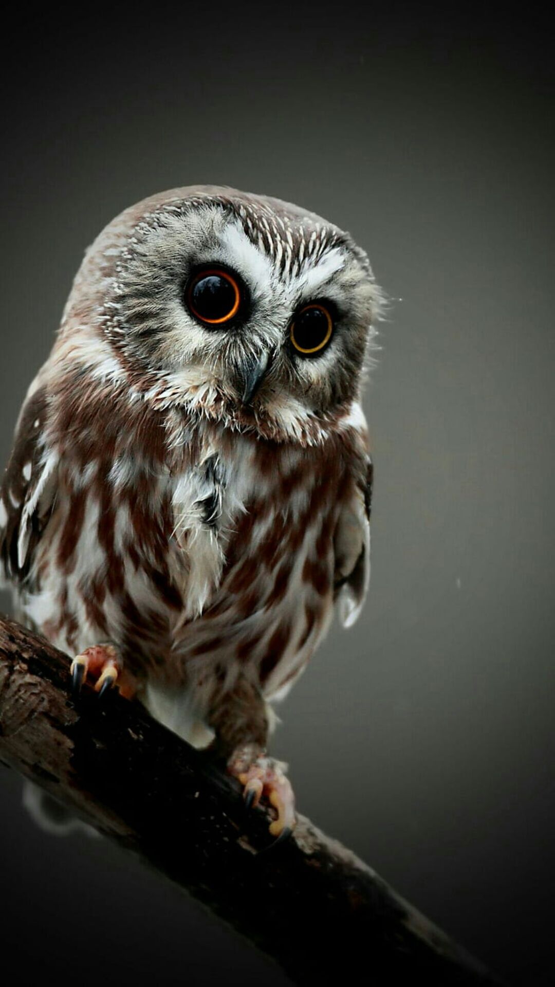 Owl Android Wallpaper HD