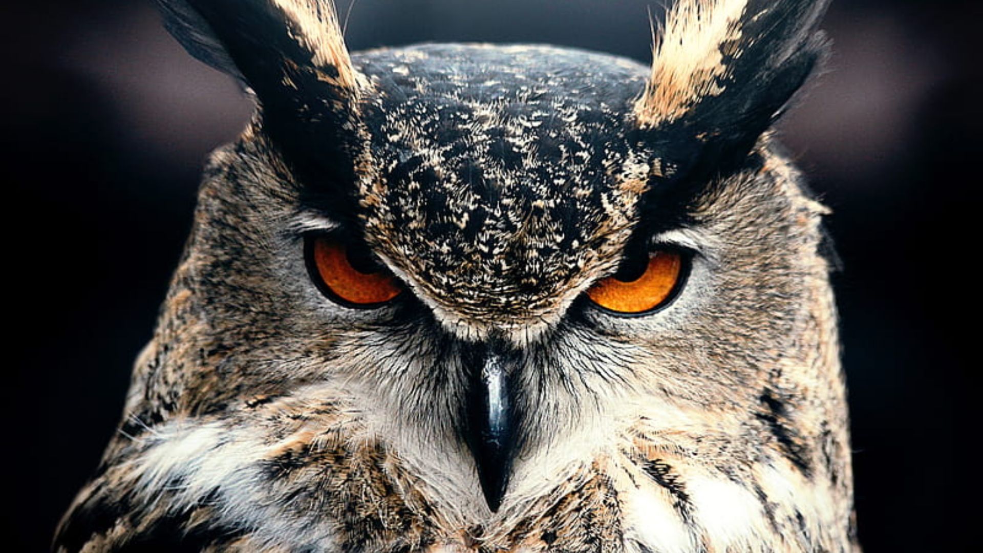 Owl Backgrounds Images HD
