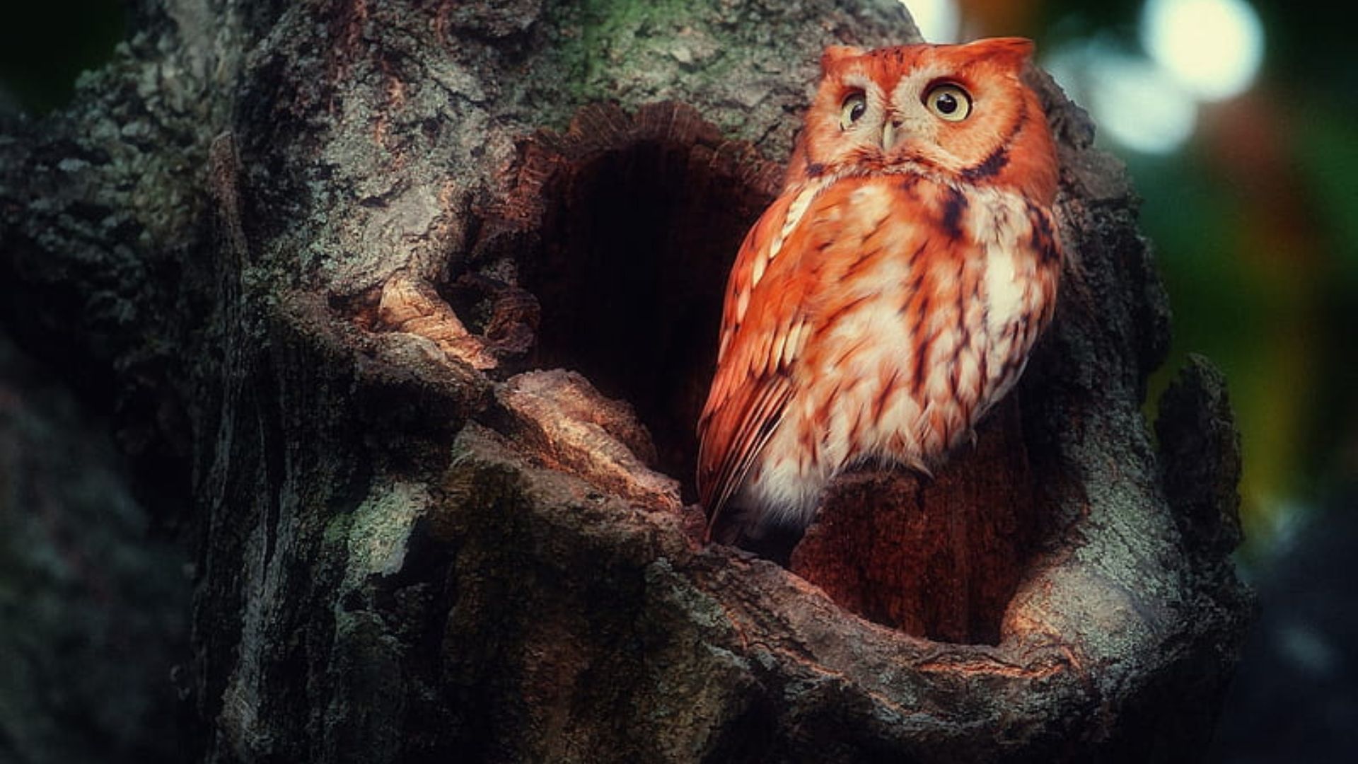 Owl Laptop Wallpaper HD