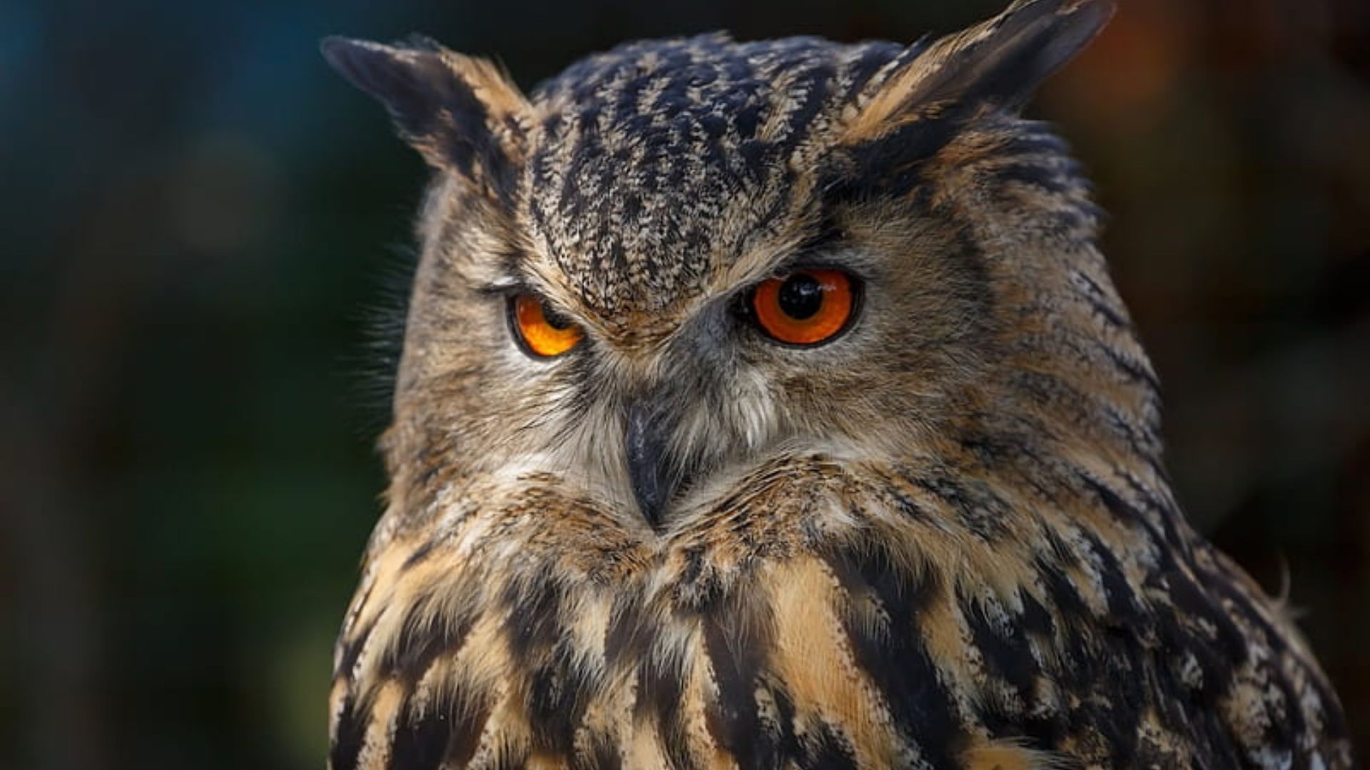 Owl Wallpaper HD Download