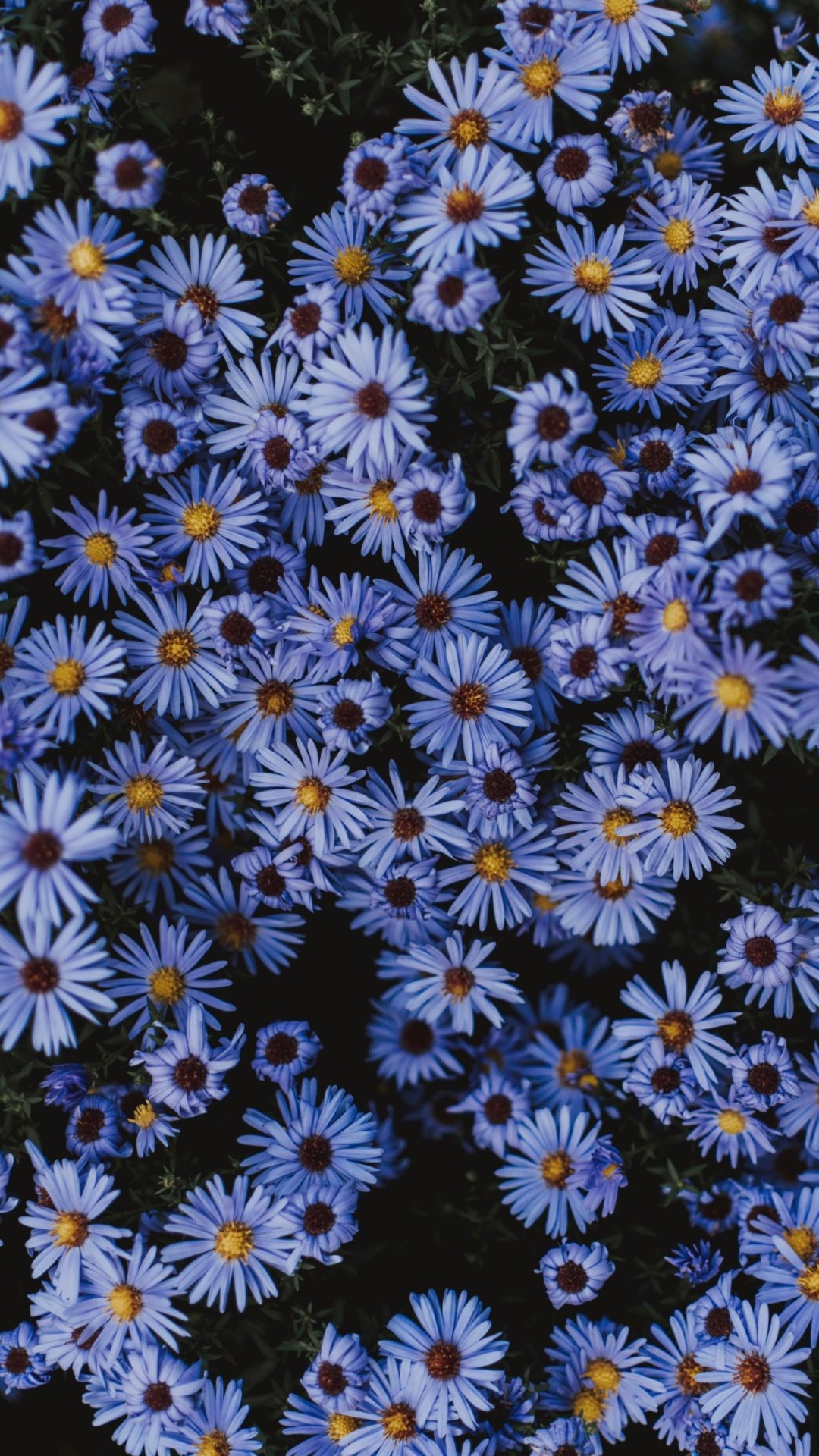 Aesthetic Flower Wallpapers - Top 35 Best Aesthetic Flower Wallpapers  Download