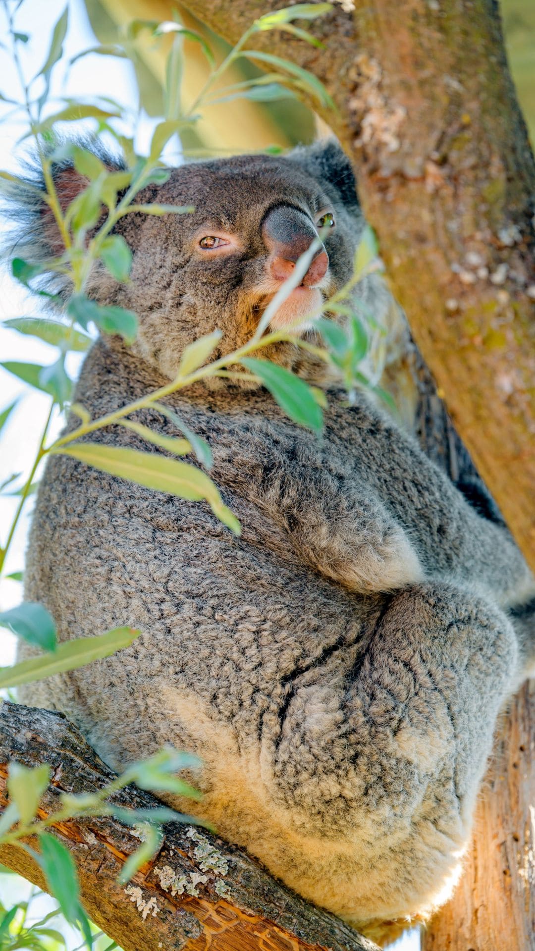 Best Koala Wallpaper