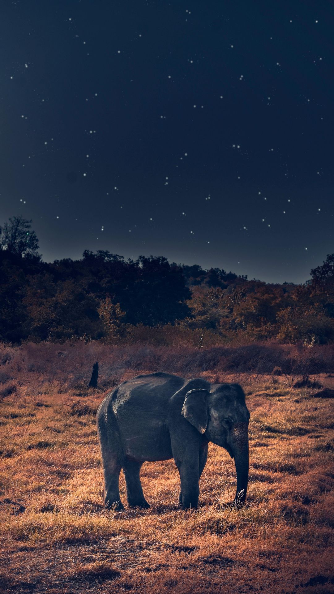 Elephant Wallpapers - Top 30 Best Elephant Wallpapers [ HQ ]