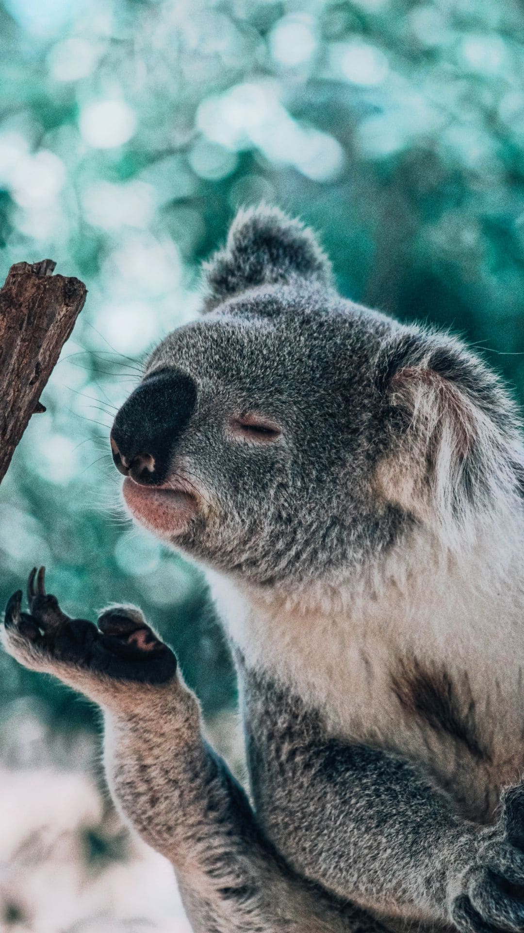 Koala Android Wallpaper