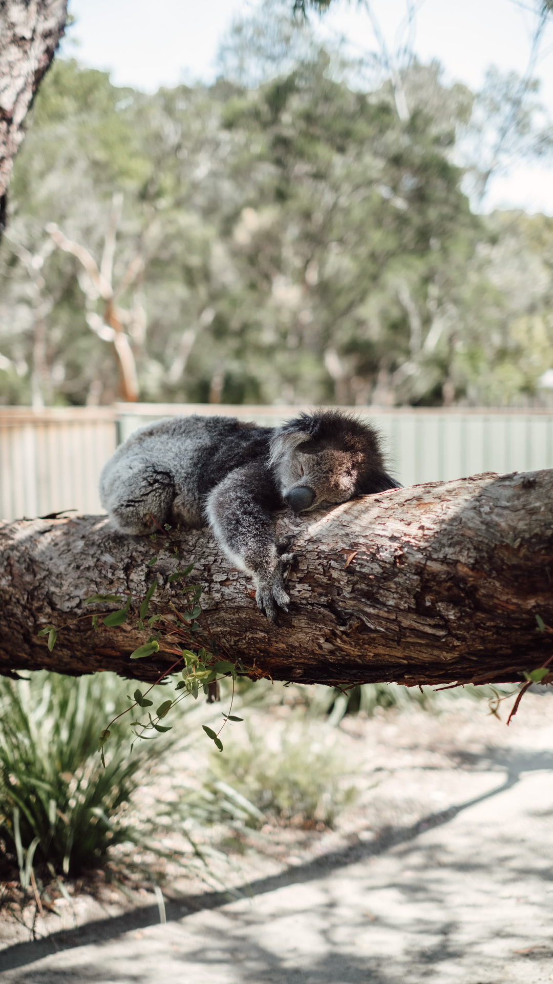 Koala Background