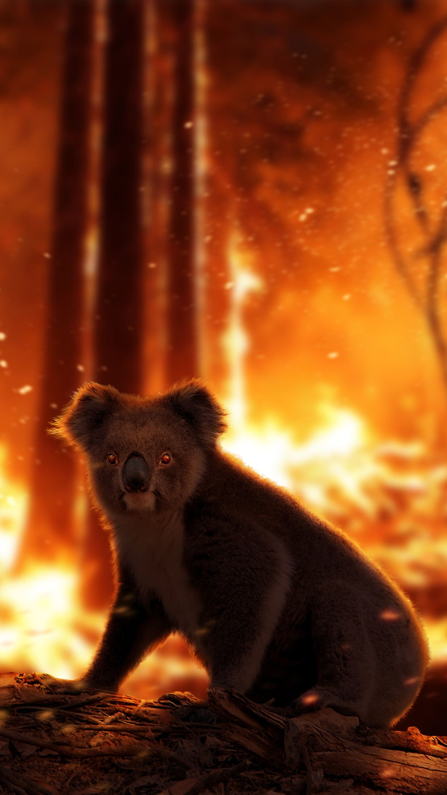 Koala Full HD Wallpaper