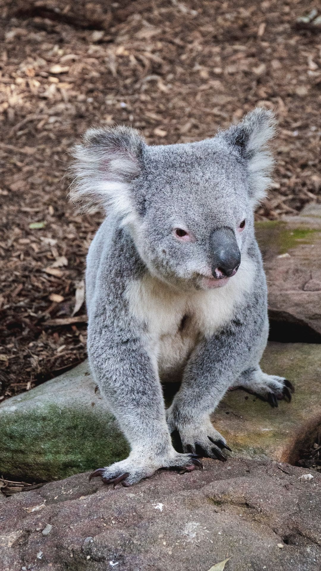 Koala Photos