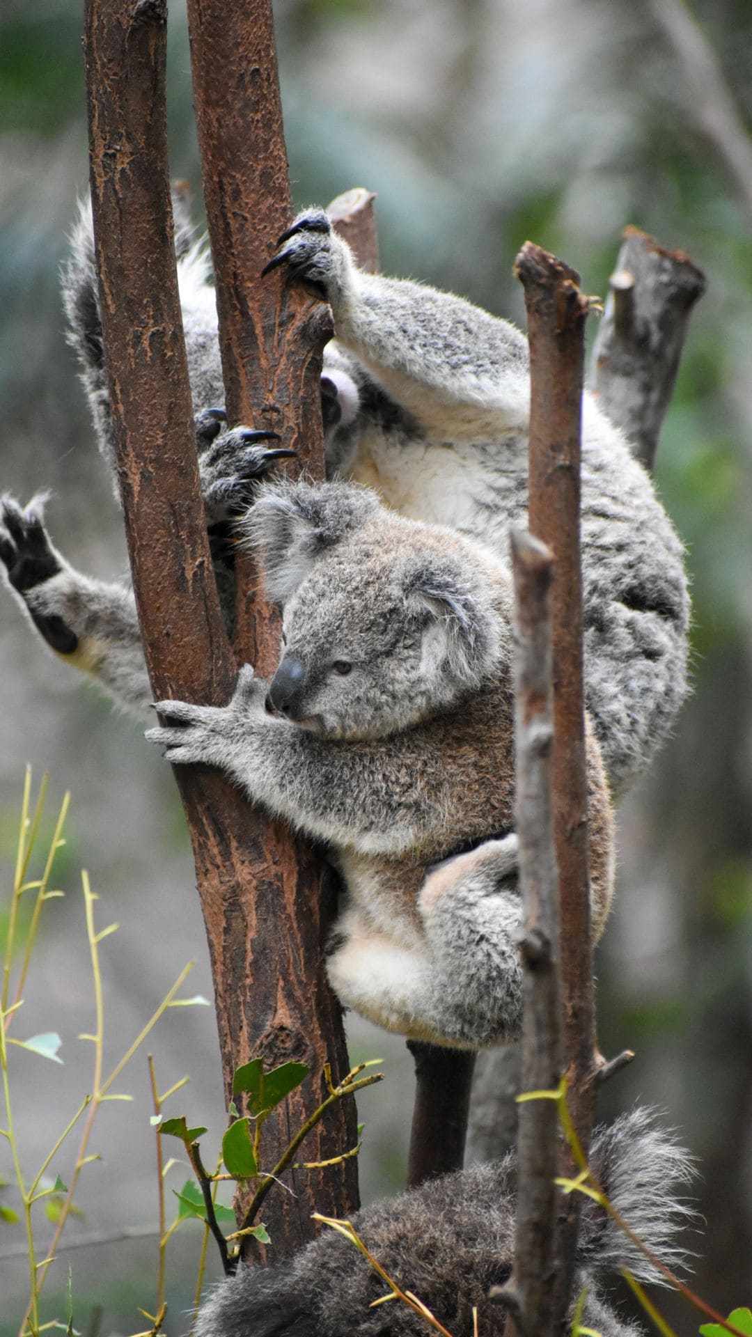 Koala Pictures