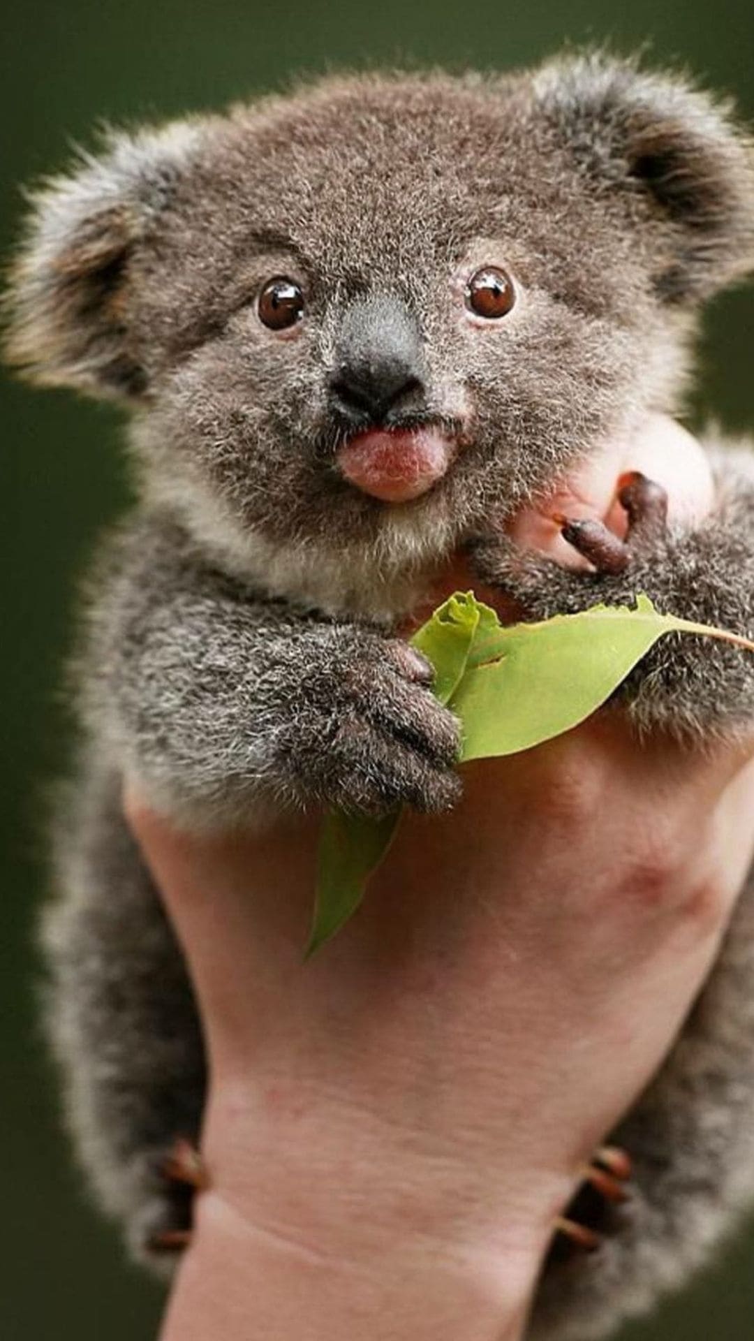 Koala Wallpaper Images