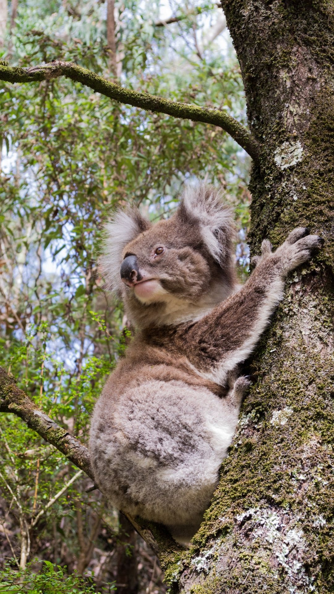 Koala iPhone Wallpaper