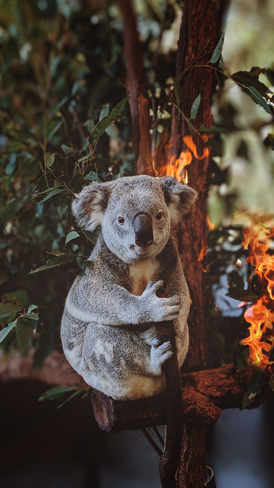 New Koala Wallpaper