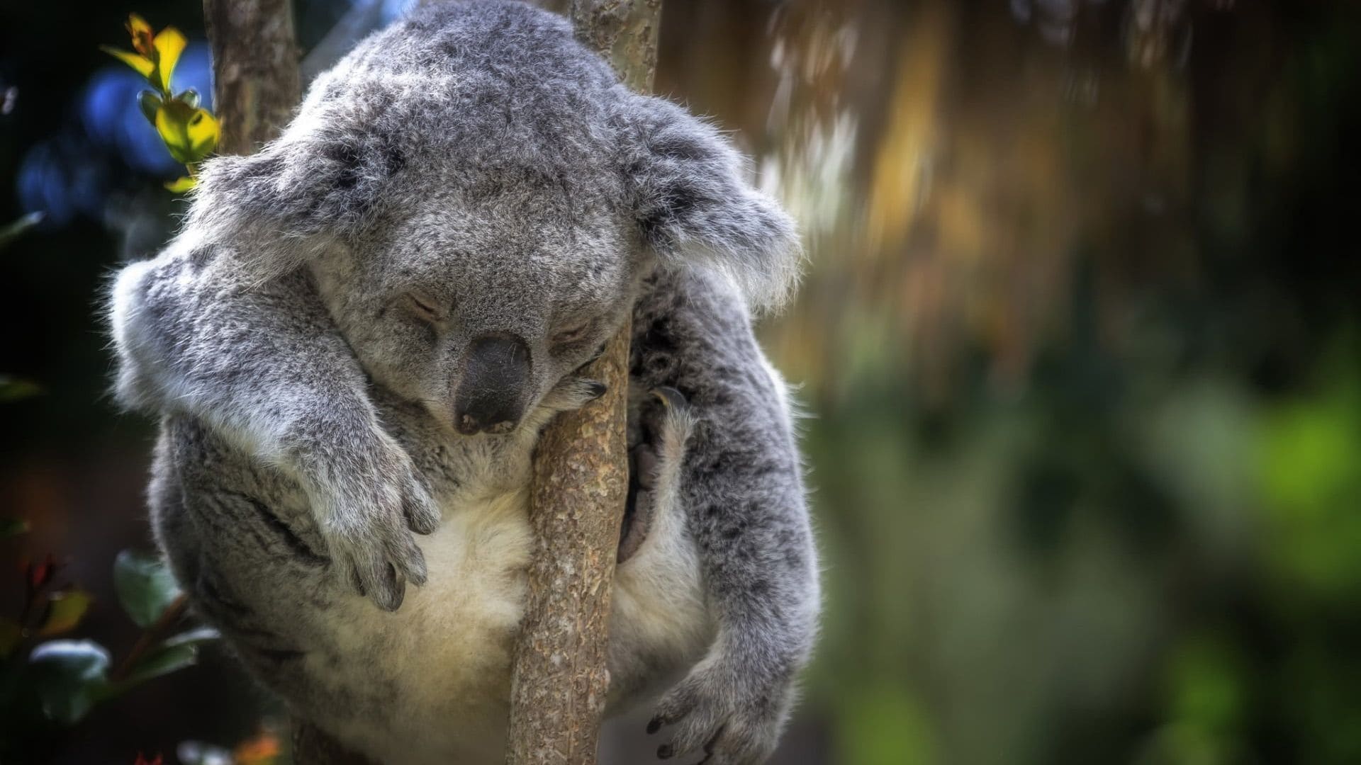 Wallpaper Koala