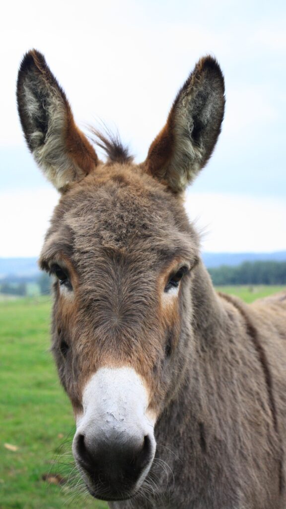 Donkey Images