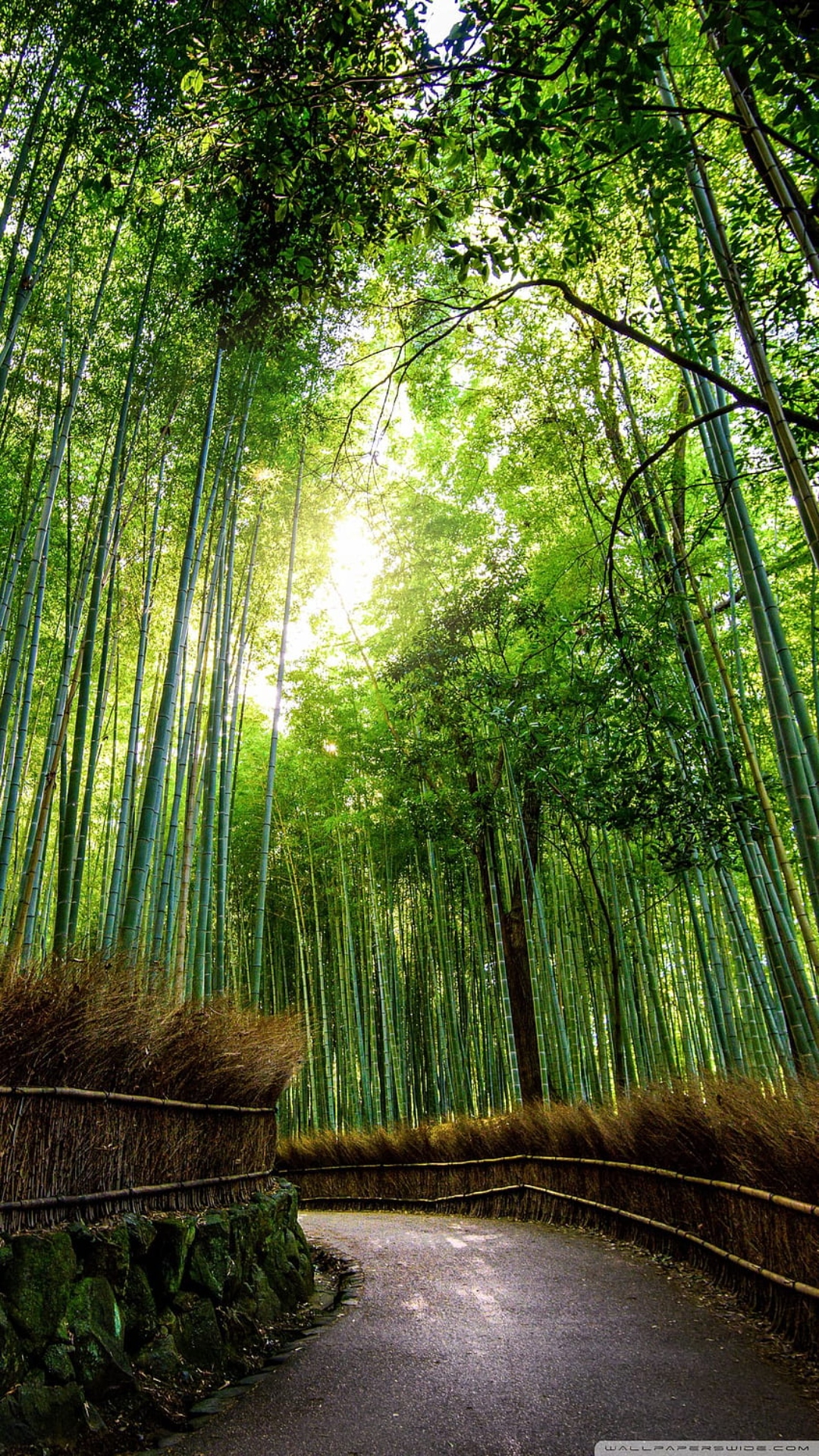 Aesthteic Arashiyama Bamboo Grove Wallpaper