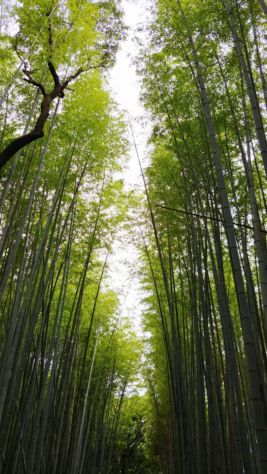 Arashiyama Bamboo Grove Mobile Wallpaper