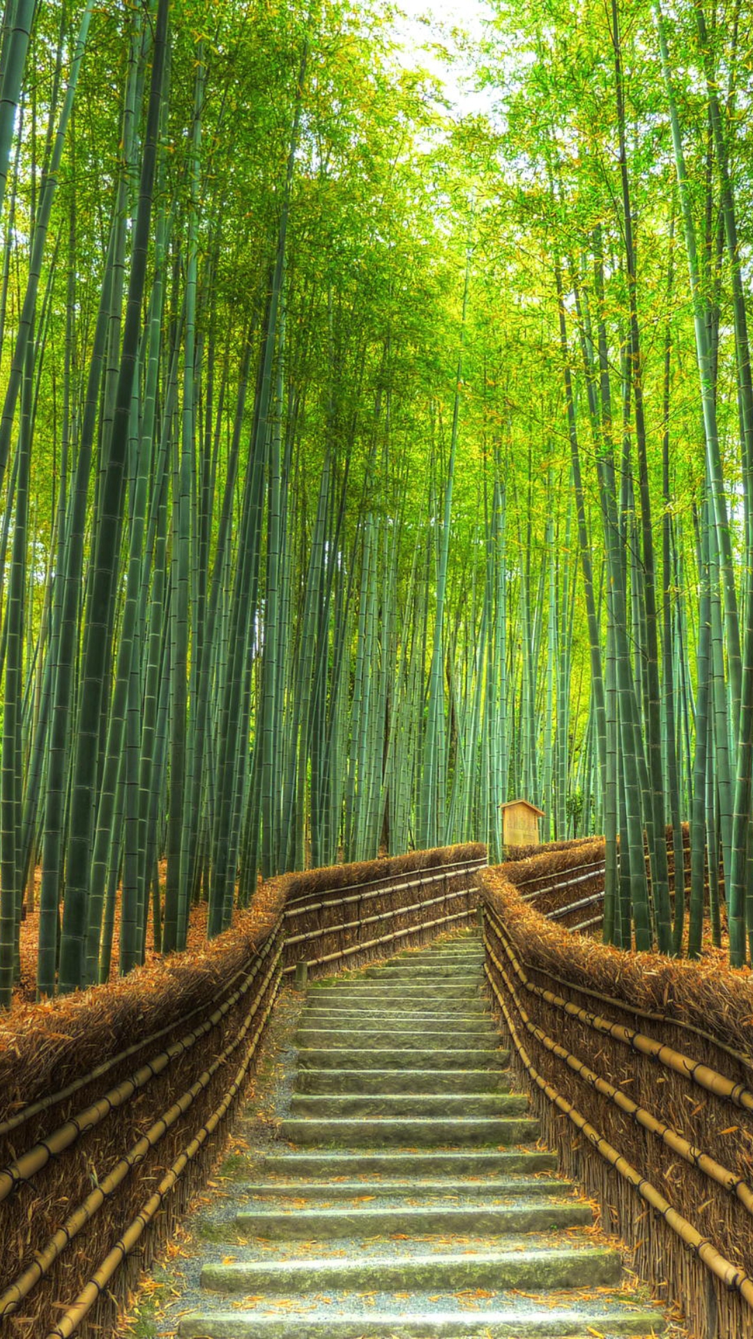 Arashiyama Bamboo Grove Pictures