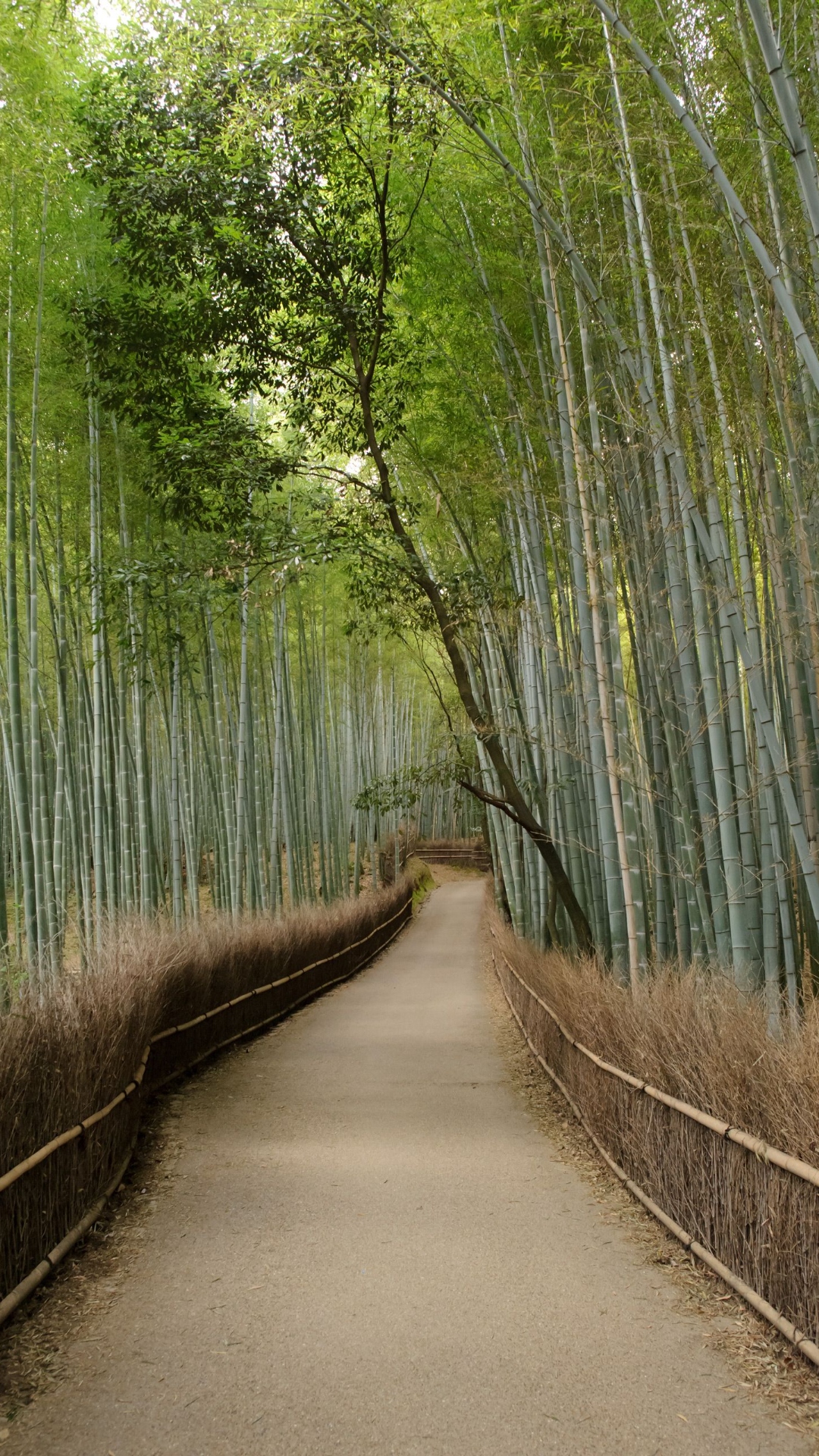 Arashiyama Bamboo Grove Wallpaper HD
