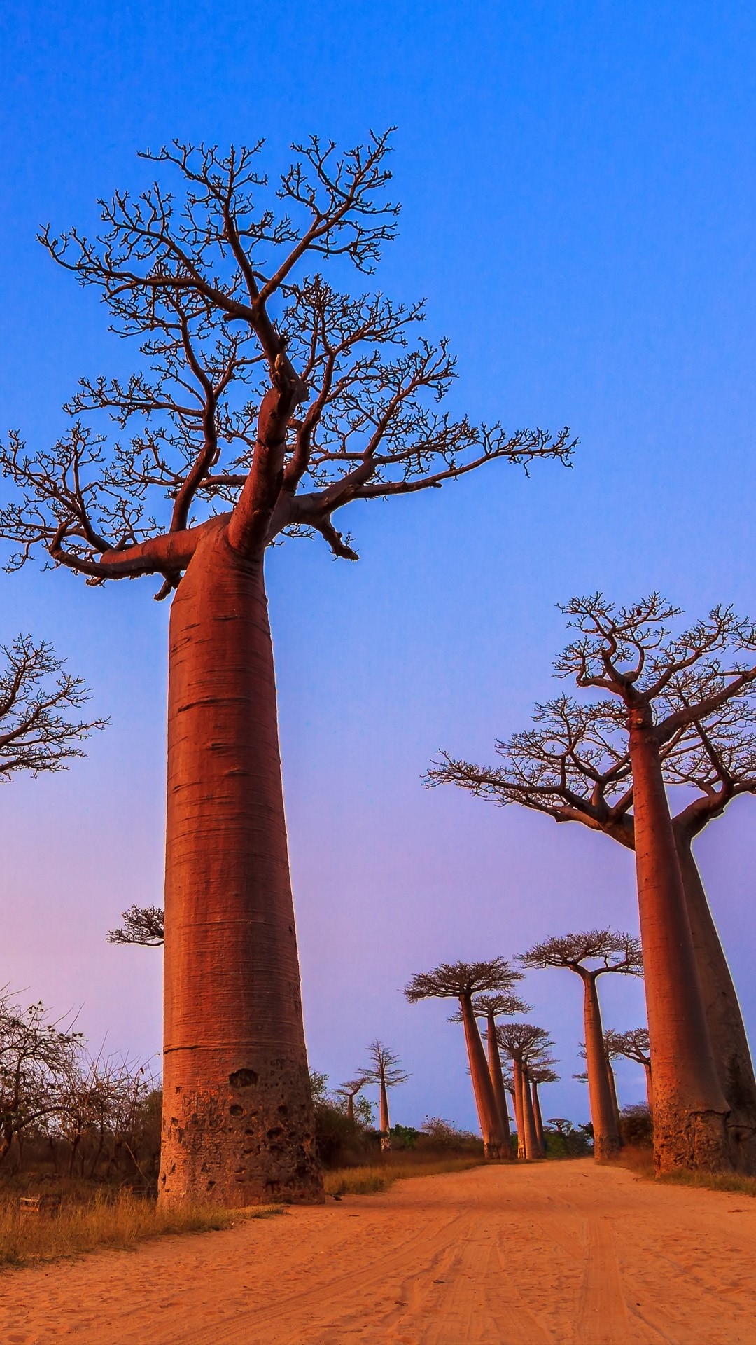 Avenue of the Baobabs Phone Wallpaper