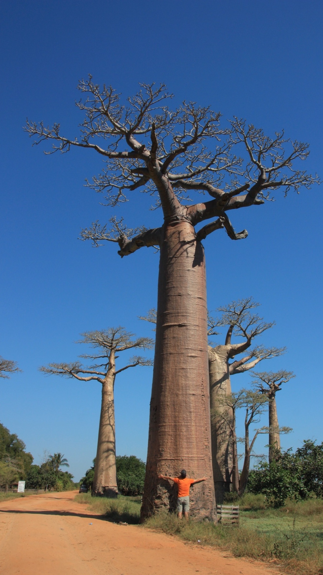 Avenue of the Baobabs Photos