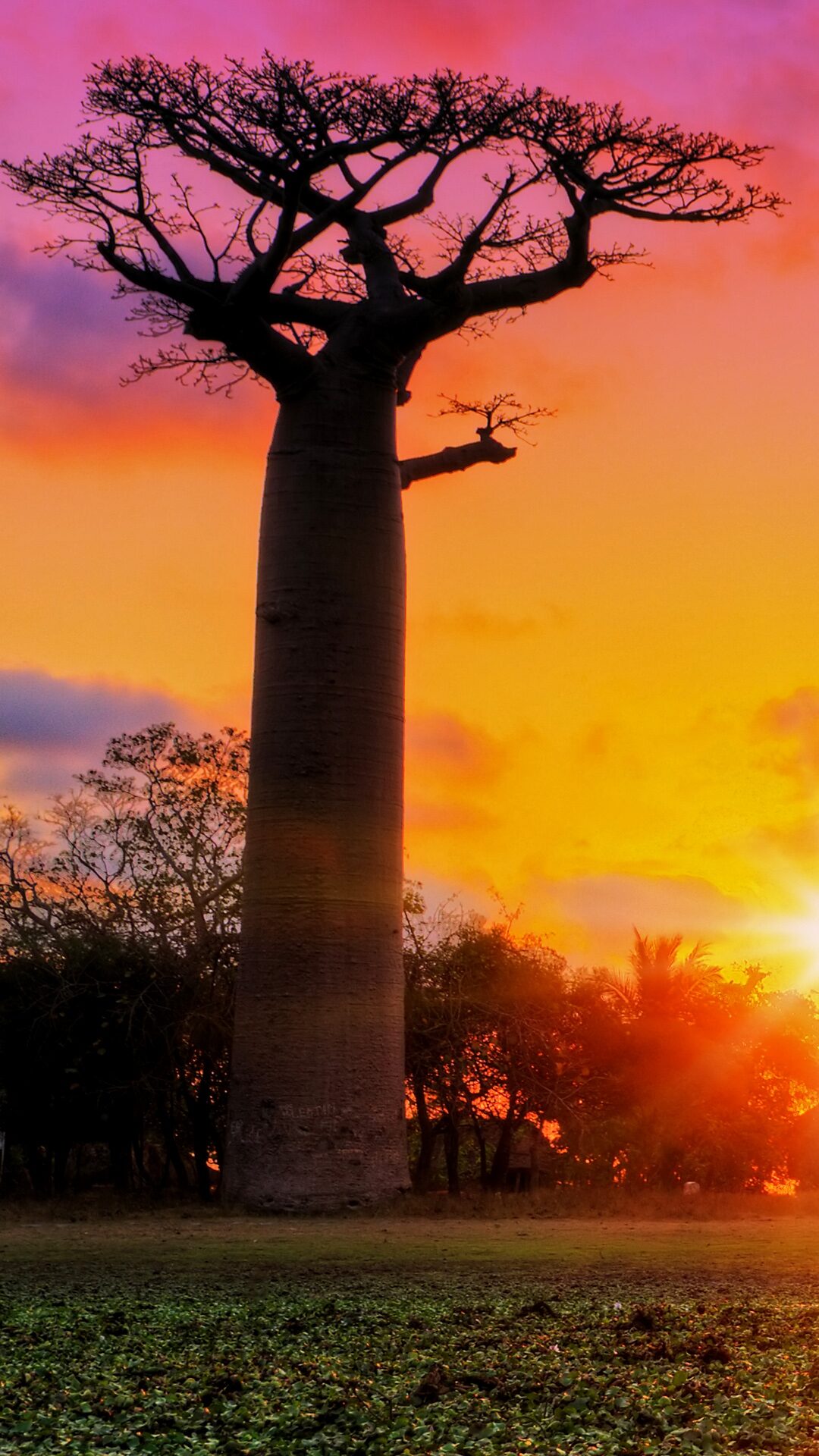 Avenue of the Baobabs Wallpaper