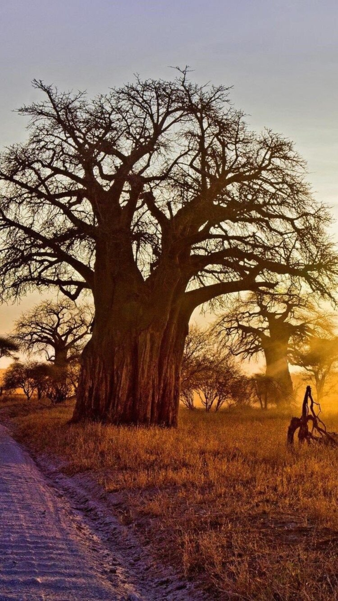 Avenue of the Baobabs Wallpaper 2023