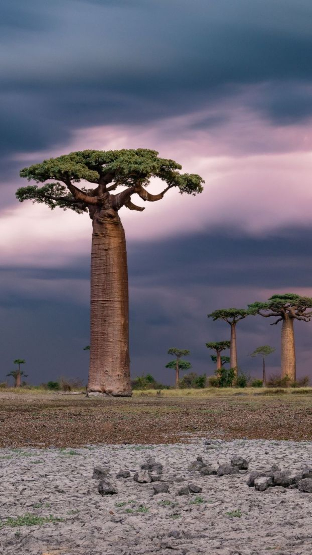Avenue of the Baobabs Wallpaper Pictures