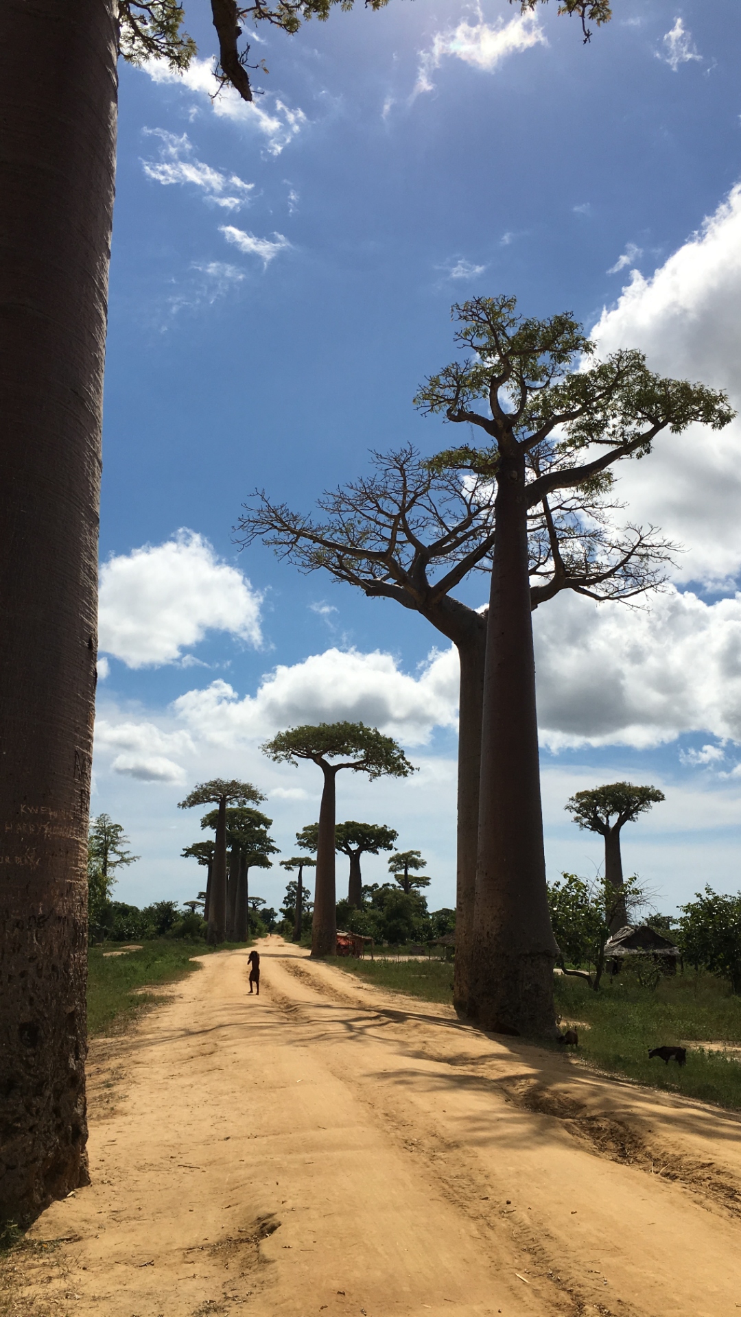 Dope Avenue of the Baobabs Wallpaper
