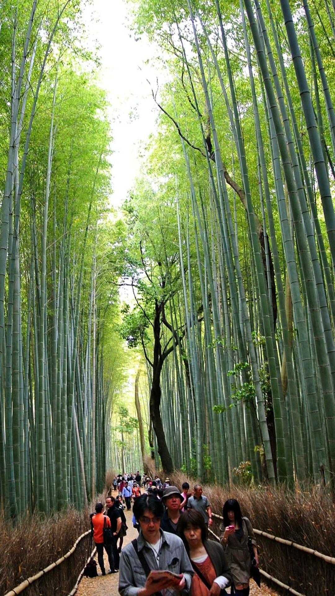 New Arashiyama Bamboo Grove Wallpaper