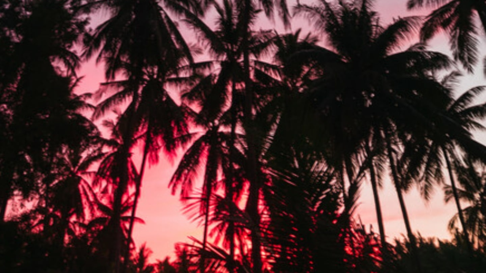 Palm Tree Sunset Computer Wallpaper