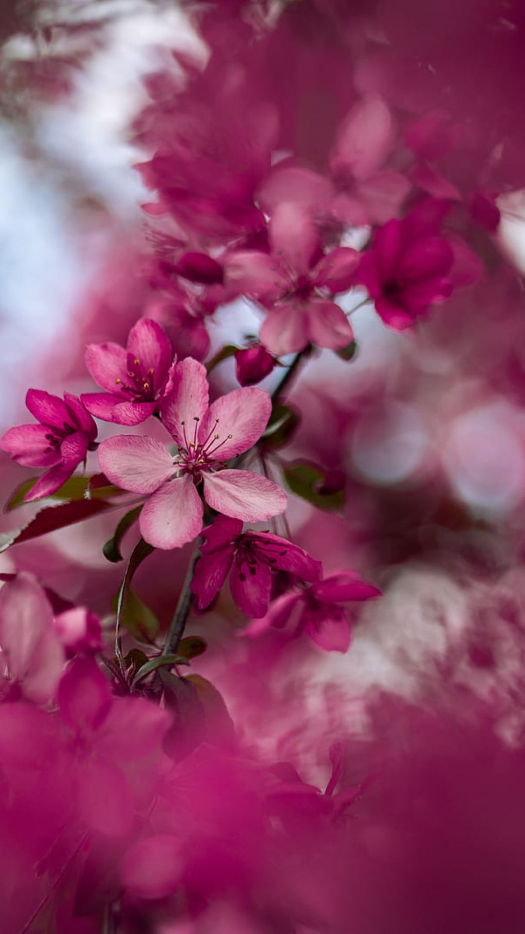 Sakura Flowers Wallpaper Images