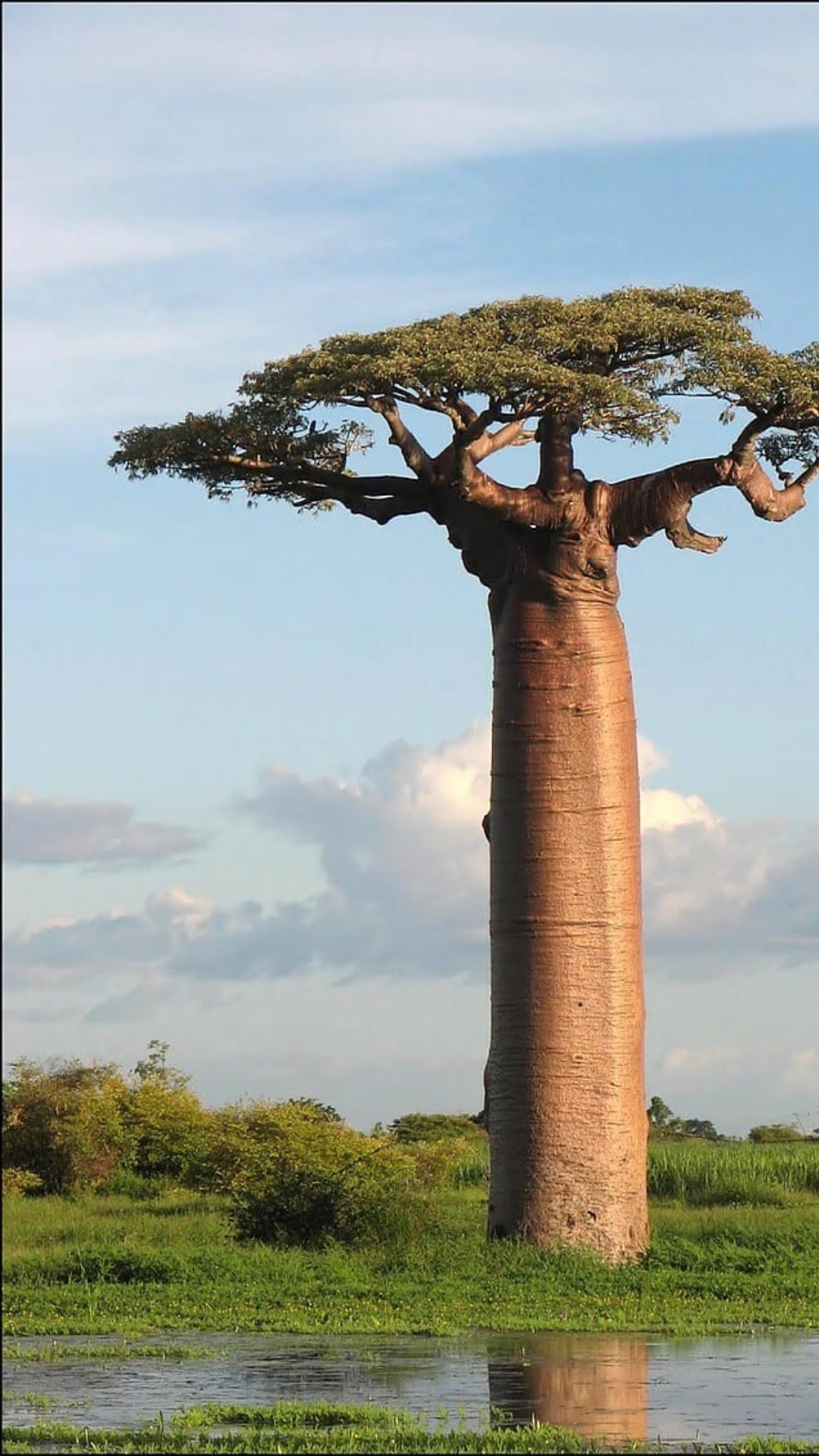 Wallpapers Avenue of the Baobabs
