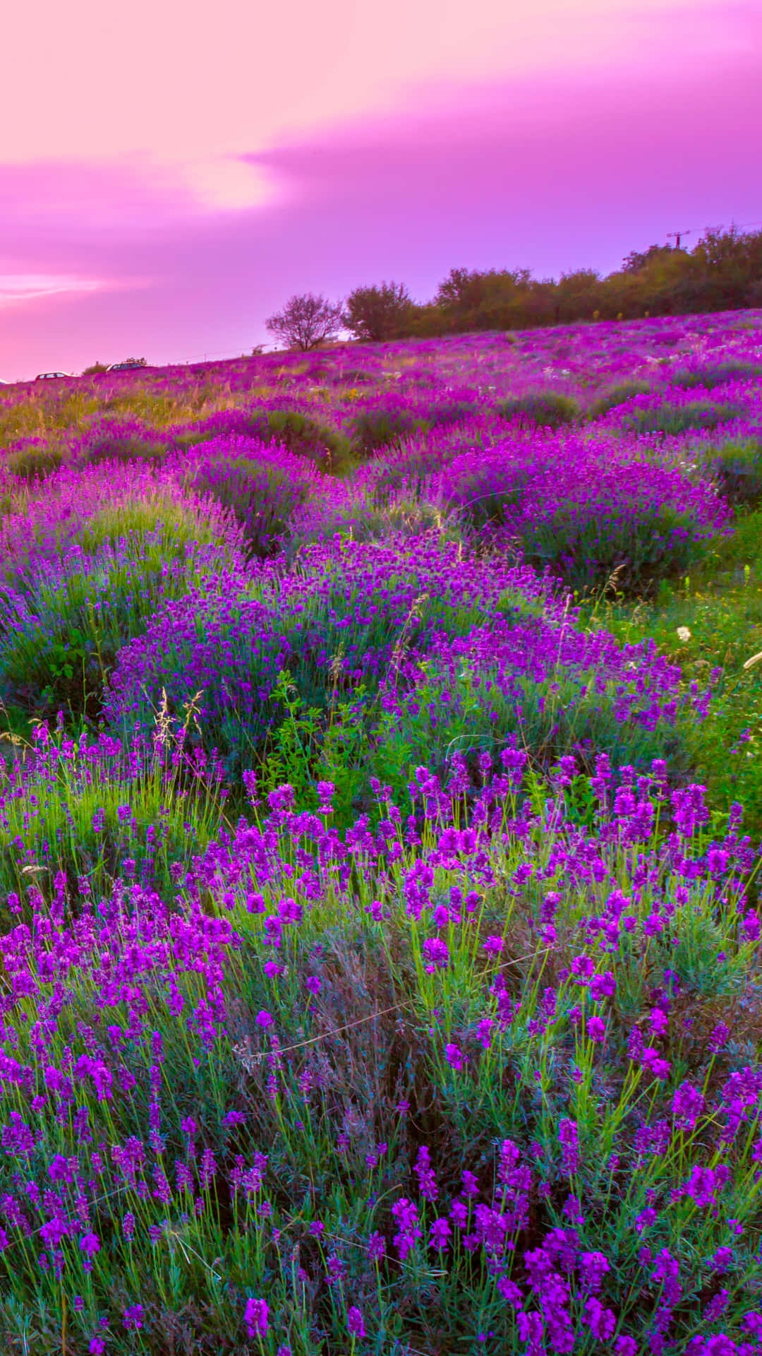Aesthteic Provence Wallpaper