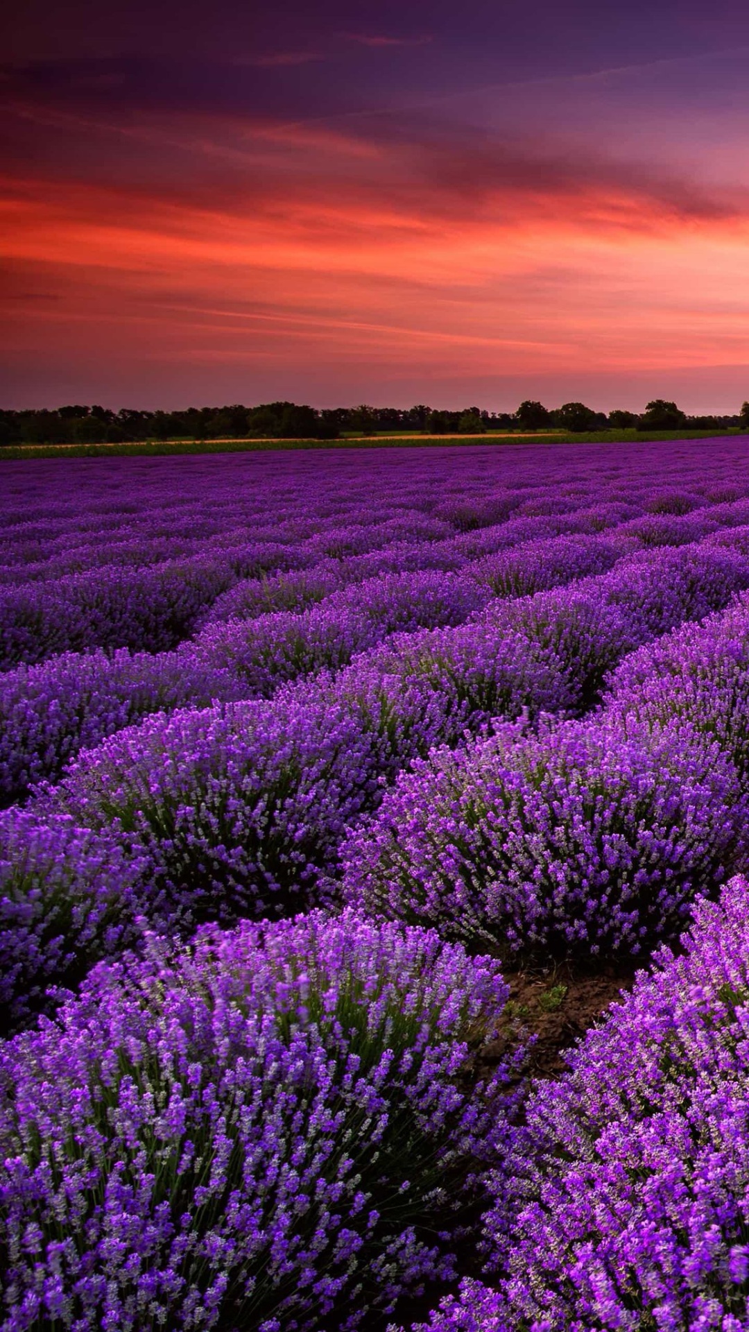 Purple Provence Wallpaper