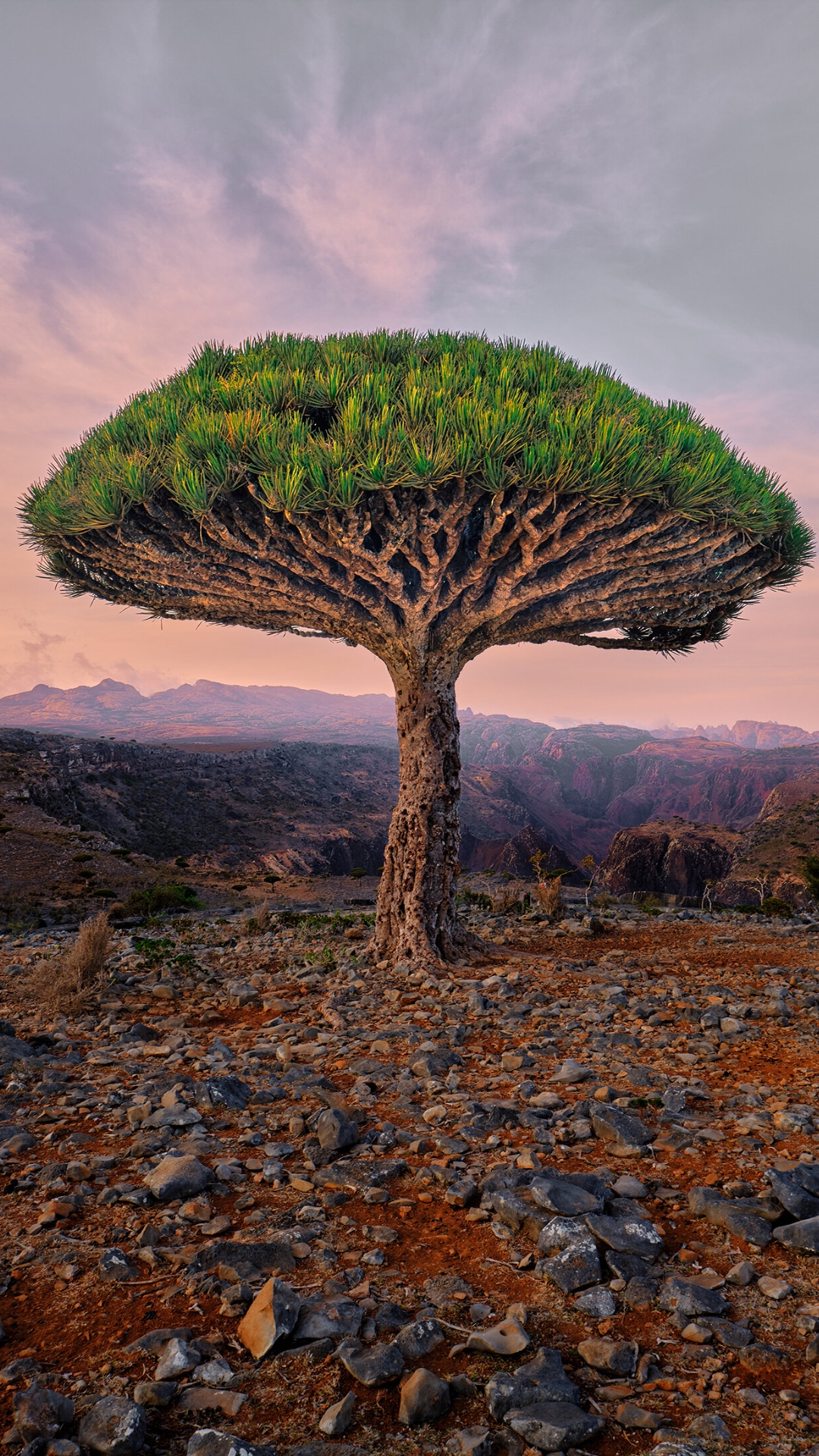 Socotra Wallpaper HD