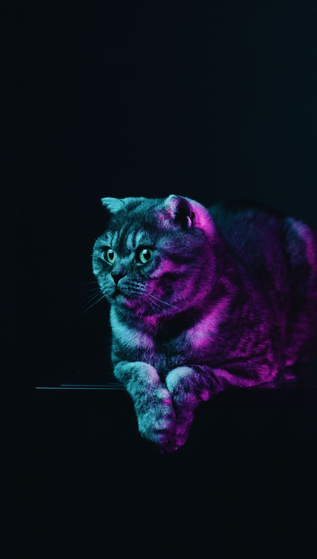 Wallpapers Neon Cat