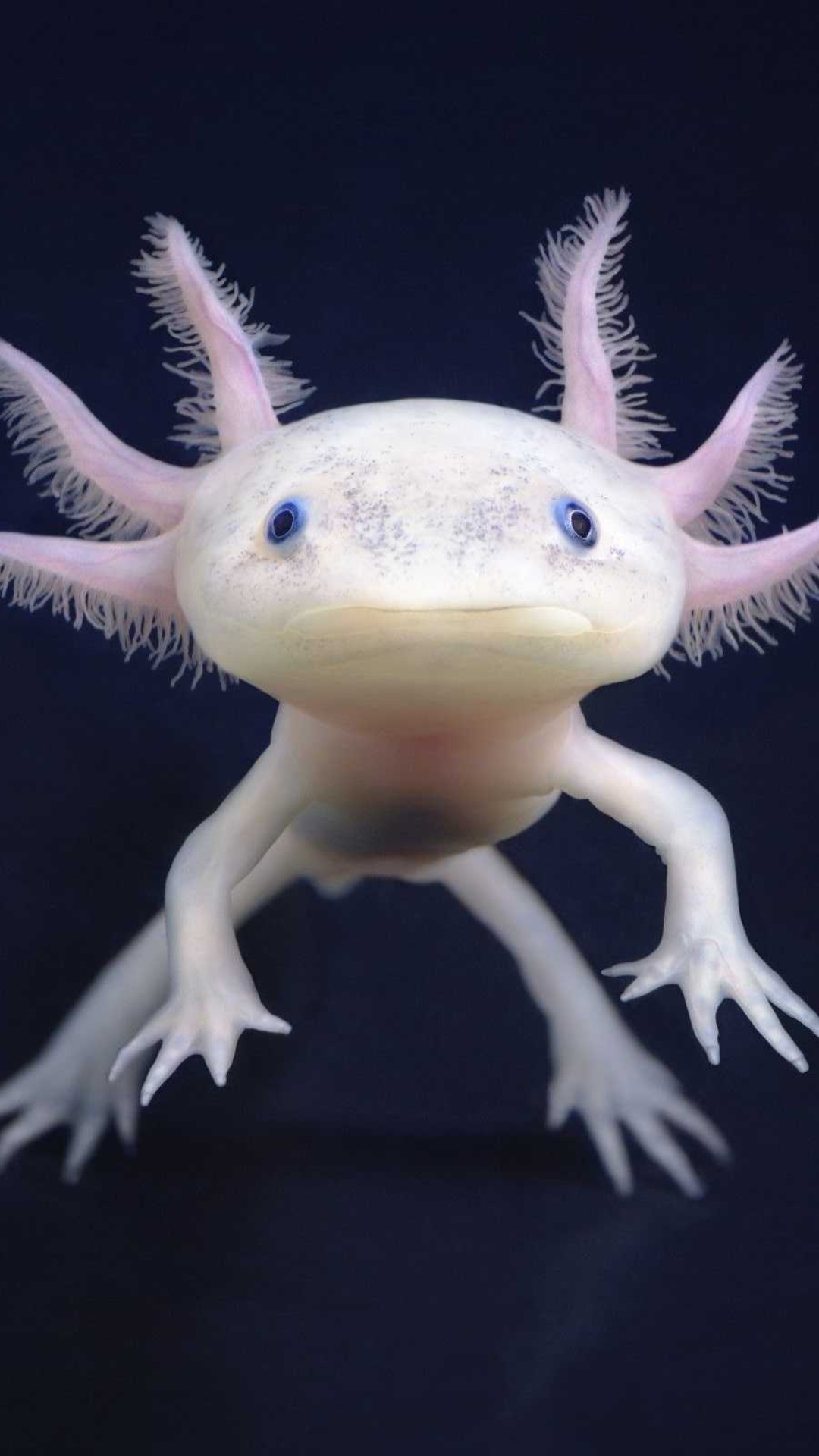 Axolotl Mobile Wallpaper