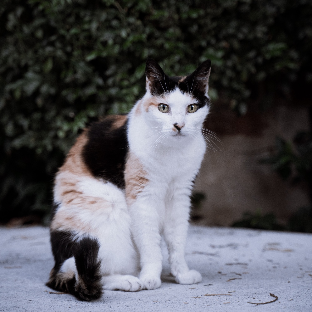 Cat Profile Image