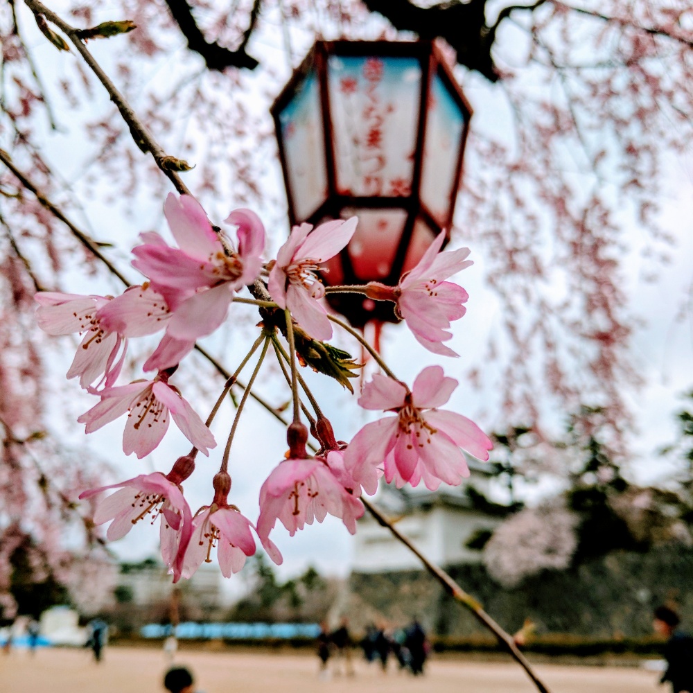 Japan Cherry Blossom pfp