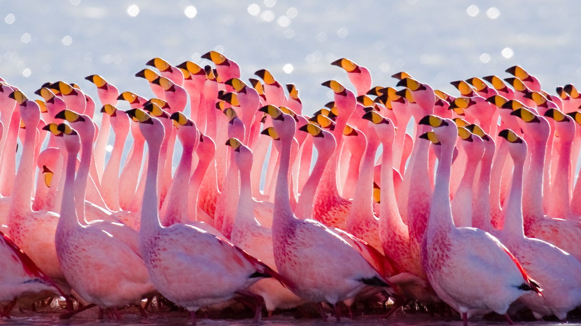 Flamingo 4k Wallpaper For Desktop