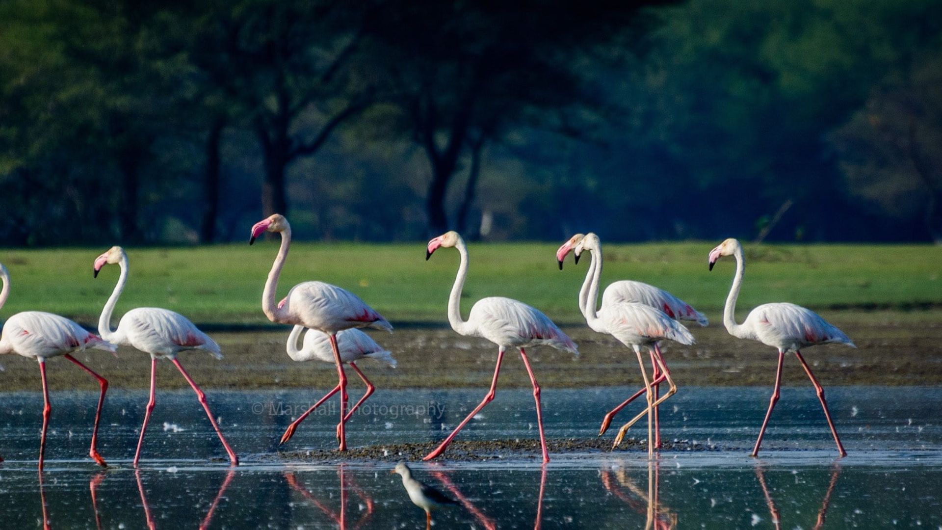 Flamingo Desktop Backgrounds