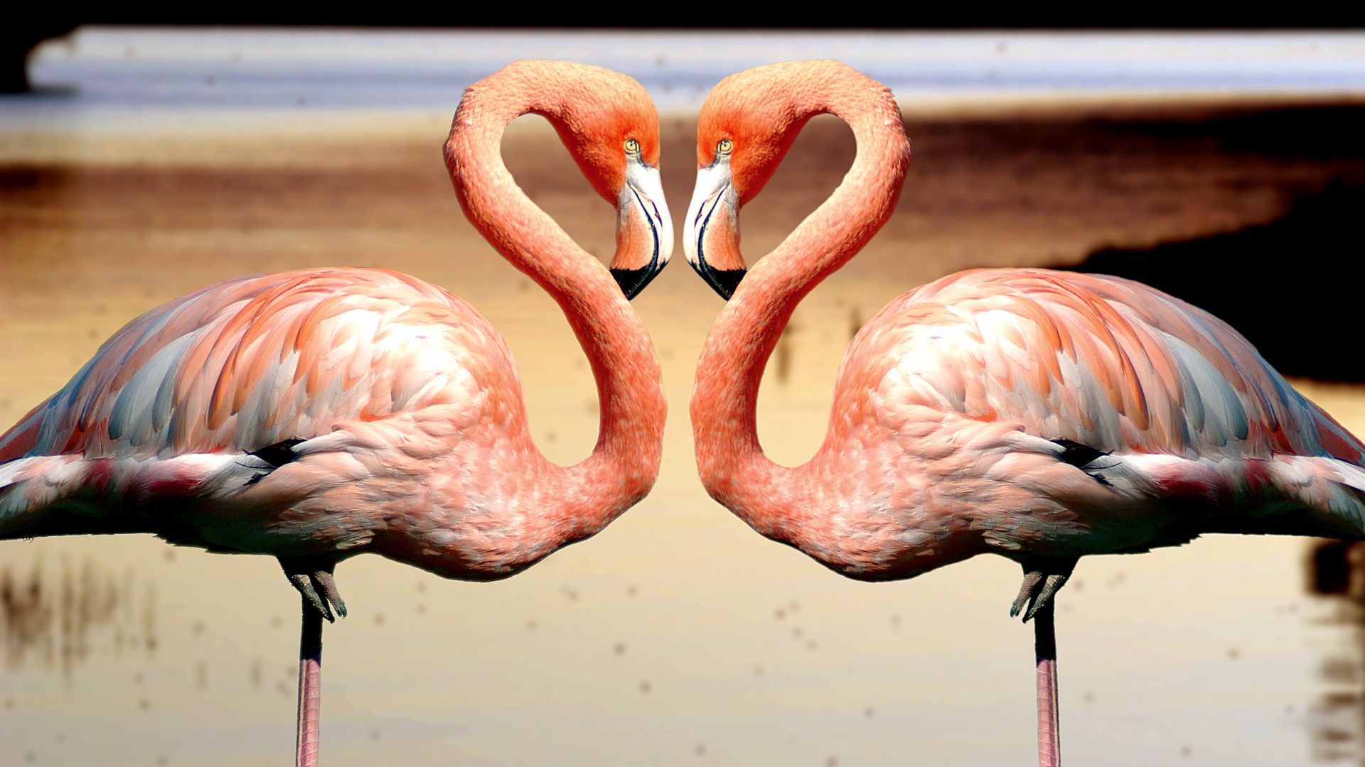 Flamingo Desktop Wallpaper